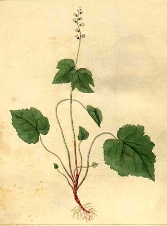 Mitellia - Mitella diphylla